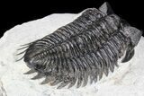 Coltraneia Trilobite Fossil - Huge Faceted Eyes #86004-1